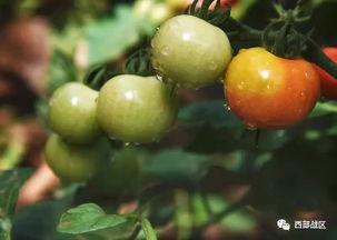 中国军视网吃瓜,揭秘军营里的“吃瓜”趣事